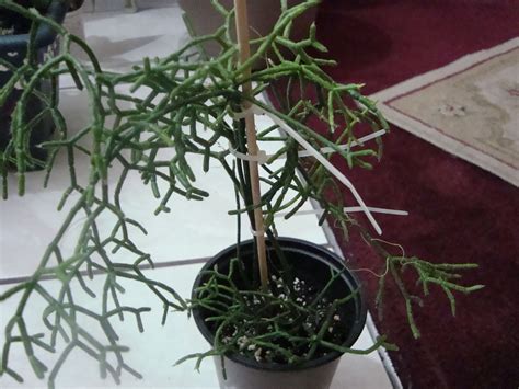 Rhipsalis...could be a mistletoe cactus...received on 2/24 ...