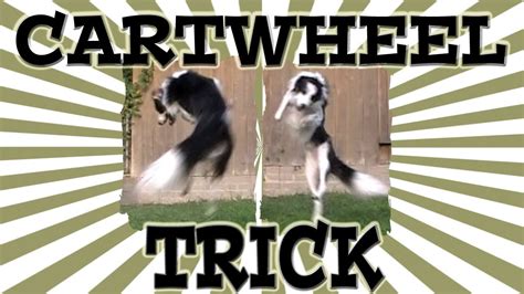 Cartwheel Dog Trick Clicker Dog Training Youtube