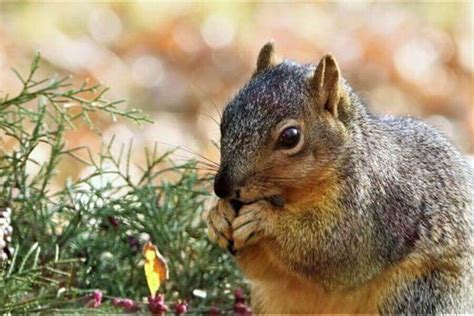 What Do Squirrels Eat And 5 Reasons Not To Feed Them