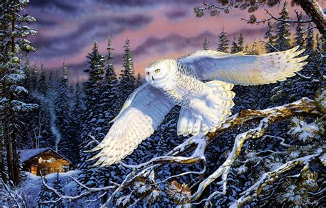 Snowy Owl Full Hd Wallpaper And Background Image 2570x1645 Id253914