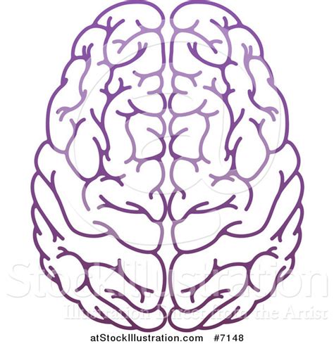 Vector Illustration Of A Purple Human Brain By AtStockIllustration 7148