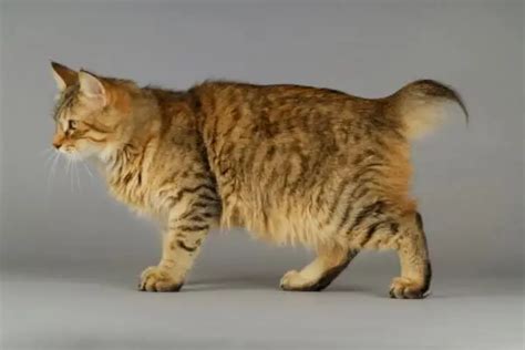 Bobcat Mixed With Domestic Cat Kitten History Genetics And