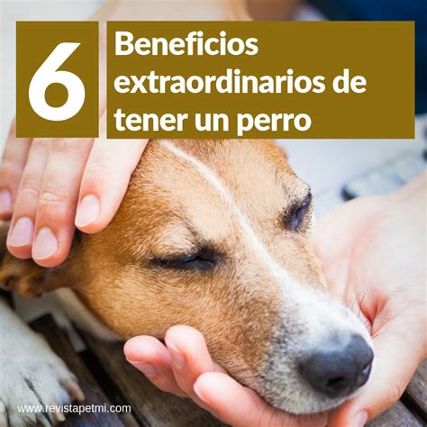 6 Beneficios Extraordinarios De Tener Un Perro Revista Petmi Para
