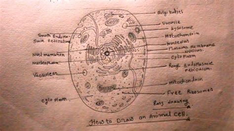 Plant and animal cells have a nucleus inside the cytoplasm. How TO Draw an animal cell step by step/animal cell ...