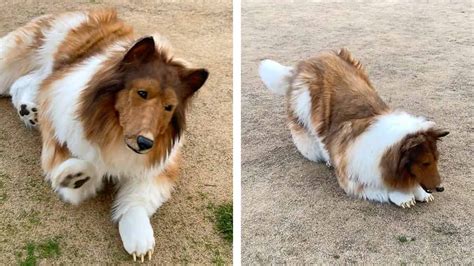 Hombre que se convirtió en perro gastó mil dólares y da sus primeros paseos en Japón UnoTV