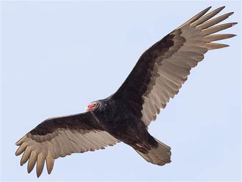 Vulture Identification Turkey Vulture Vs Black Vulture Lycobirds