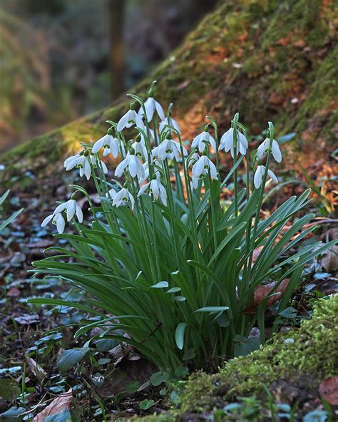 Galanthus (from ancient greek γάλα, + ἄνθος ), or snowdrop, is a small genus of approximately 20 species of bulbous perennial herbaceous plants in the family amaryllidaceae. Snowdrops In Woodland Photograph by Gill Billington