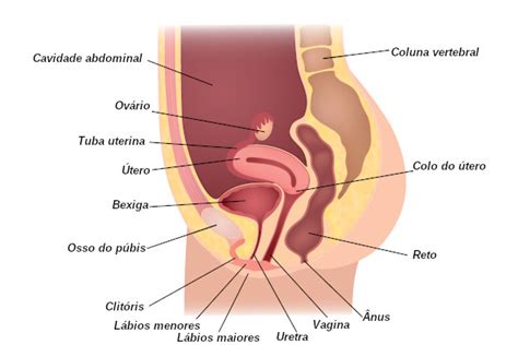 Sistema Reprodutor Masculino Anatomia Sistema Reprodutor Masculino My XXX Hot Girl