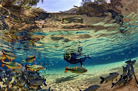 Rio Da Prata Um Santuário De águas Cristalinas Visitbonito