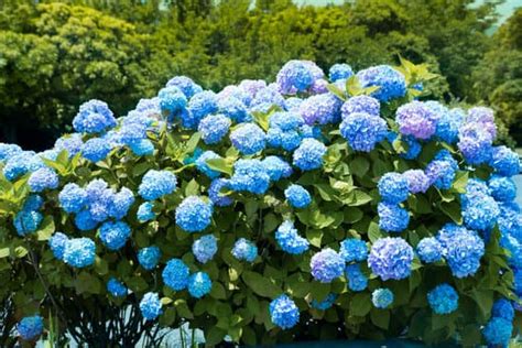 Curious why your hydrangeas not blooming? Hydrangea not Blooming: What is the reason behind? - My ...
