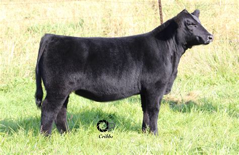 Ruble Cattle Company And Brual Show Cattle Elite Female Sale The Pulse