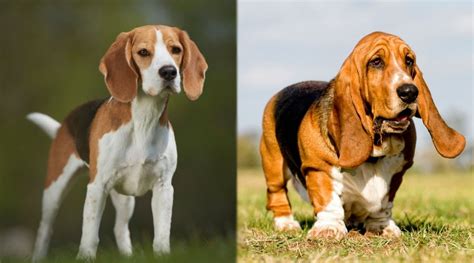 Are Beagles And Basset Hounds