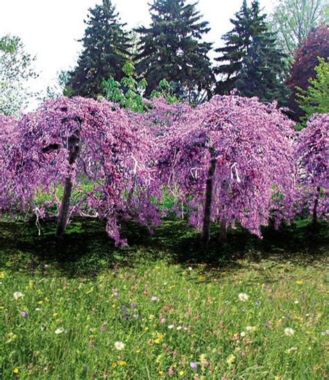 Vor der pflanzung sollten sie sich gründlich informieren, welcher strauch die individuellen anforderungen erfüllt, um fehlkäufe zu vermeiden. Cercis 'Lavender Twist®' | Blühende Sträucher bei BALDUR ...
