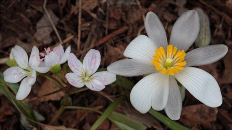 Spring Beauty And Bloodroot In My Native Wildflower Garden Flickr