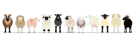 Various Sheep Border Stock Vector Illustration Of Animal 196553319