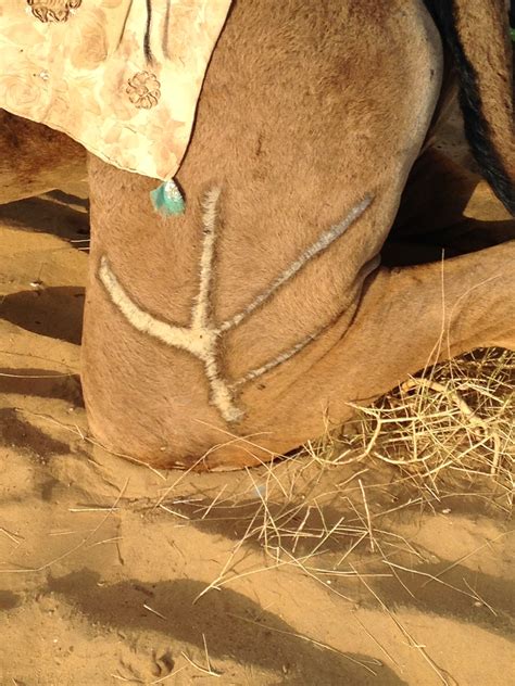 For a racing camel (dromedary): Which Would You Rather? Camel or Horse? - Year Long Honeymoon