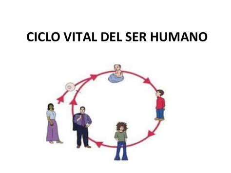 Ciclo De Vida Do Ser Humano