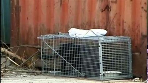 How To Perform A Mass Trapping On Vimeo Cat Traps Feral Cats Cat Rescue