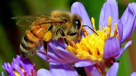 The pollen in honey is mostly from the flowers where bees are found (with flowering plant pollen less likely to cause allergy symptoms) and allergenic, airborne pollen from trees, grasses and weeds (not pollinated by bees!) in lesser amounts. Honeybees Get More Action Than You Do - Zero Equals Two!