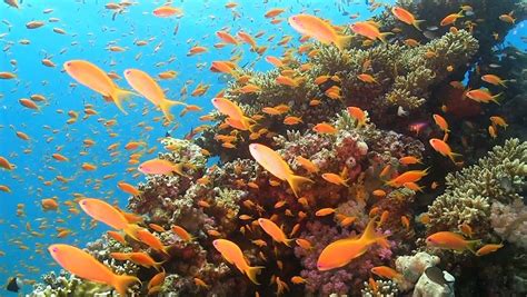 Fish Swimming Around A Coral Reef In The Red Sea Britannica