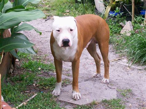 American Pitbull Terrier Breed Guide Learn About The American Pitbull Terrier