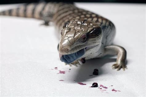 Blue Tongued Skink Facts Info And Care Guide With Pictures Pet Keen