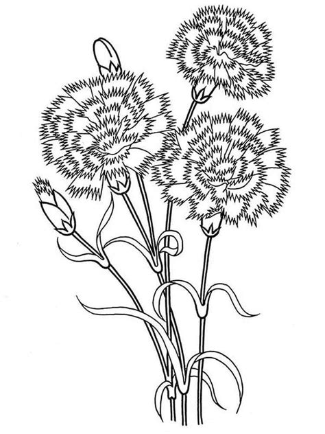 Carnation Flower Coloring Pages At Free Printable