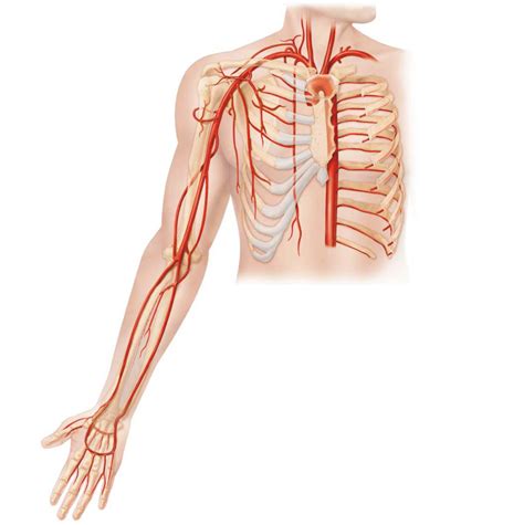 Arteries Of Upper Limb Diagram Quizlet