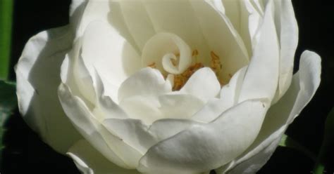 Gemmas ~~~ Greyscale Territory ~~~~~~~ Poetic Songlines White Rose