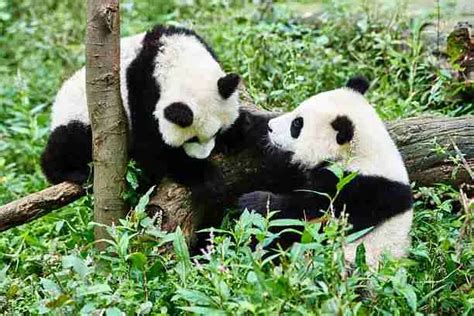 The Giant Pandas Breeding 7 Things You Should Know