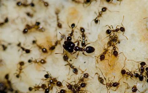 Identifying Big Headed Ants West Palm Beach Fl Empire Pest Defense