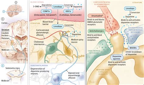 Parkinson's disease symptoms include muscle rigidity, tremors, and changes in speech and gait. Pharmacological Treatment of Parkinson Disease | Dementia ...