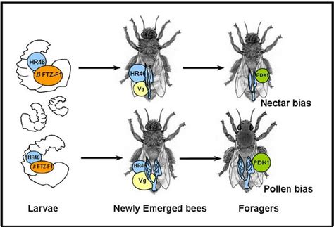 Genetic Architecture Of Honey Bee Foraging Behavior Hr46 And Pdk1 Can