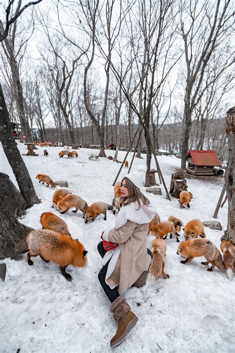 Miyazi Zao Fox Village Review Fox Village Japan Fox Cute Animals