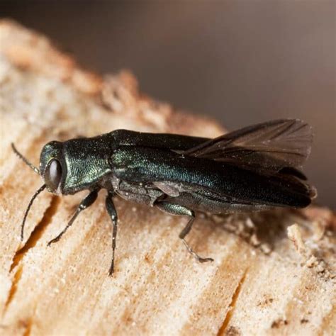 Pest ID  WoodBoring Beetle  Proactive Pest Control