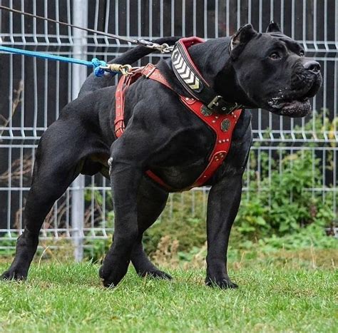 59 How To Make Your Cane Corso Muscular Pic Bleumoonproductions
