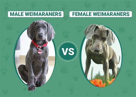 Male Vs Female Weimaraners The Differences With Pictures Pet Keen