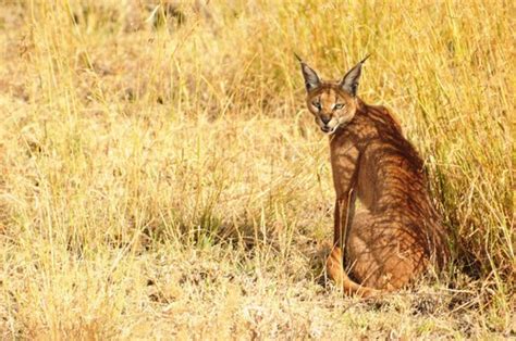 Caracal Diet Habitat Species And Size With Pictures Animalspal