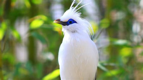 2 Bali Myna Hd Wallpapers Backgrounds Wallpaper Abyss