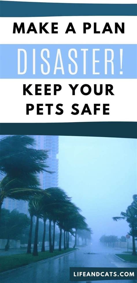 Safe In A Storm Protect Your Cats In Extreme Weather Life And Cats