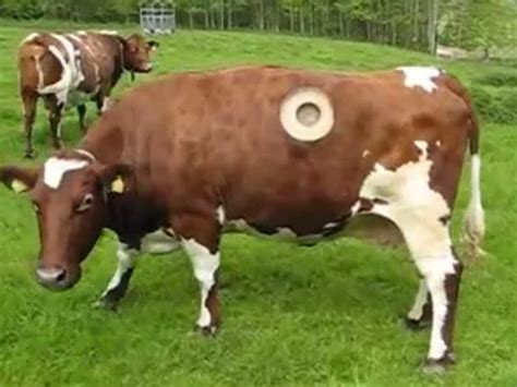 This Cow Lives With A Giant Hole In Her Side