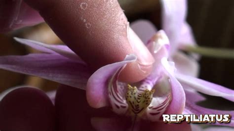 How To Pollinate Orchids Orchids Orchid Care Orchid Flower