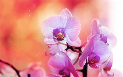 Orchid Flowers Wallpaper 35416321 Fanpop