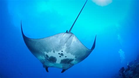 Nursery For Giant Manta Rays Discovered In Gulf Of Mexico Npr