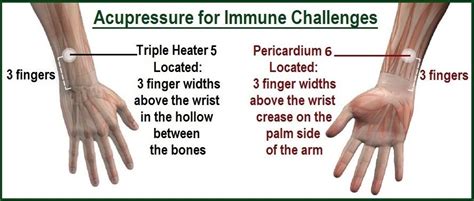 Acupressure For Immune Challenges And More Acupressure Self Massage