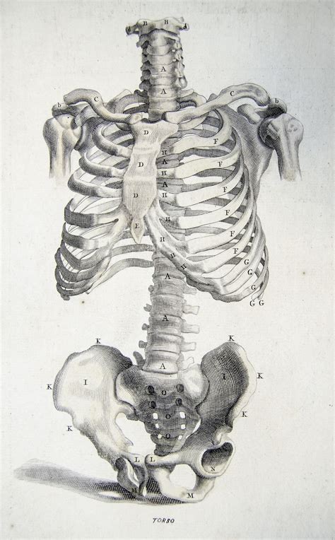 Bones Of The Torso From Anatomy Improv D And Illustrated Anatomy Art