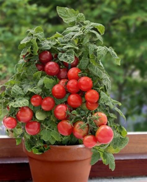 Red Cherry Tomato Tomato Garden Indoor Vegetable Gardening