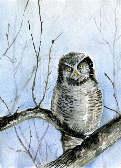 Northern Hawk Owl By Redilion On Deviantart Owl Owl Art Art Contest