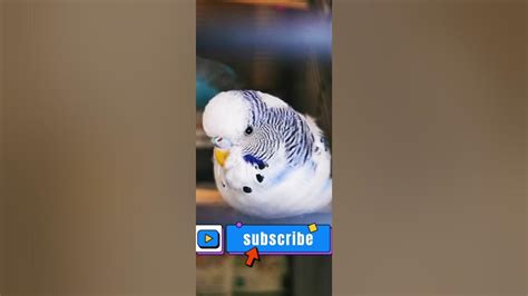 Budgie Cookie Song Youtube