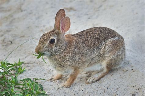 Photo 787 24 Eastern Cottontail Rabbit Sylvilagus Floridanusm